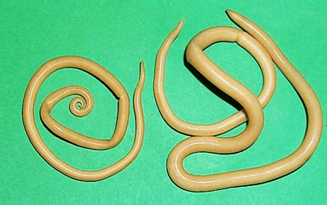 Tooksokara