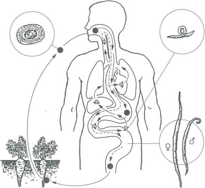 Os principais métodos para penetrar parasitos no corpo humano